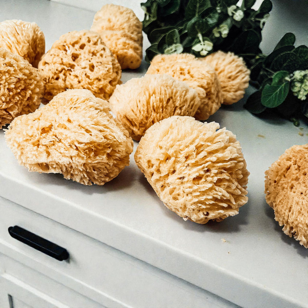 Dead Sea Sponge