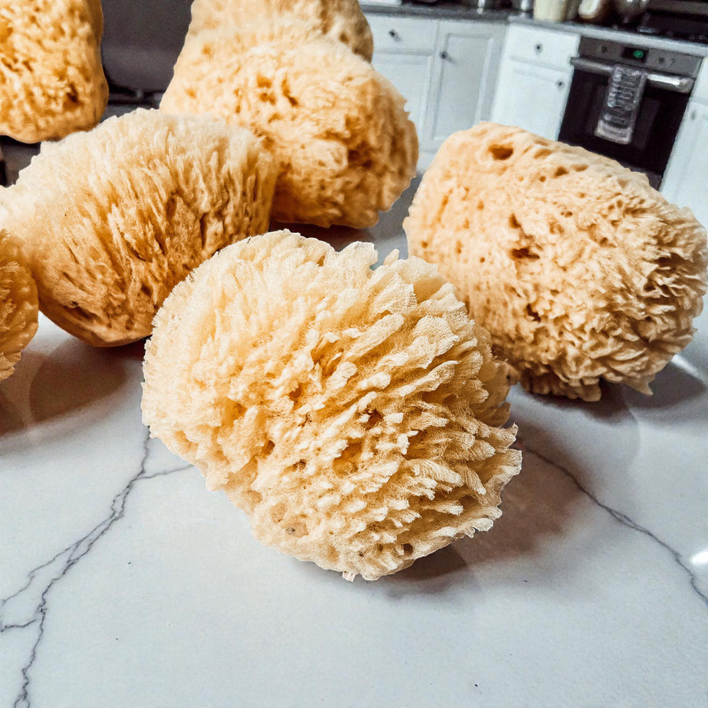 Dead Sea Sponge